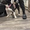 American Bully-Pet home