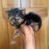 Micro mini yorkie female needs new home