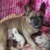 French Bulldogs