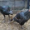 Pair of Broad Breasted Bronze Turkeys