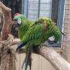Severe macaws