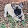 Frenchie boy Fawn French bulldog