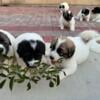 Great Pyrenees and Anatolian Shepherd mix Puppies for sale