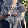 2 year old Coyote