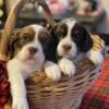 Gorgeous English Springer Spaniels