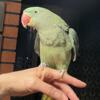 Parrot Alexandrine, Female, hatge date 