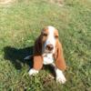 Bassett hound male puppies