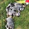 Working class Blue Heelers