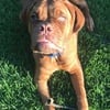 Dogue de Bordeaux puppies