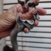 Sugar glider baby girl black beauty lineage