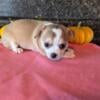 Beautiful female chihuahua ready to go 