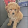 Apricot Toy Poodle Male - Genetic Testing