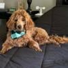 25lb Mini Goldendoodle Male