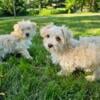 Morkies looking for caring family