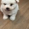 Tea cup maltipoo white