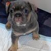 French bulldog pups looking for love