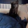 Pomeranian puppies 2 males left