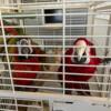 Breeding pair of Macaws