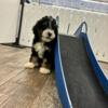 Min Bernedoodle puppy- male