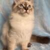 Siberian Kitten for Sale - Siberian Colorpoint - KIARA