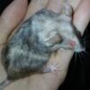 Rare mice Tricolor, Siamese, hairless, splash roan, chocolate merle and black merle