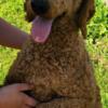 1 yr old Male Poodle small standard size ( 38 lbs)