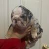 Exotic AKC English Bulldog puppies