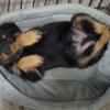 Beautiful Rottweiler Puppies For Sale