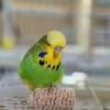 English Budgies Show Quality (Banded)