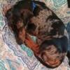 Miniature Dapple Male Dachshund For Stud