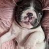 BEAUTIFUL BOSTON TERRIER - FEMALE