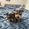 Yorkies
