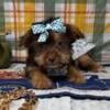 Louisa - Female - Tiny Shorkie Puppy - Chocolate - Yorkie/Shih Tzu Designer Breed - Ready to Go - Hypoallergenic