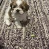 Puppy 700 obo