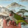 QUAKER PARROT