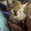 Barn kittens