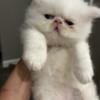 Persian kittens need homes