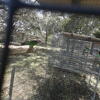 Young bonded pair of Cape Parrots available for $5,000