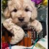 Schnoodle puppies