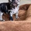 Akc French bulldog puppies 