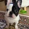 Female Mini Frenchie 