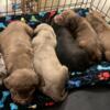 AMERICAN XL BULLY PUPPIES NEEDS A NEW HOME