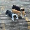 Pembroke Welsh Corgi Puppies