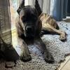 Cane Corso Male 7 months