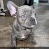 Frenchies 