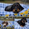 Akc limited mini dachshunds