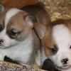 AKC Pembroke Welsh Corgi in S.W.  WI