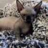 Bambino Sphynx is looking for home