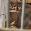 Zebra finch flock