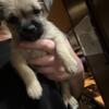 Cairn terrier mix puppies for sale